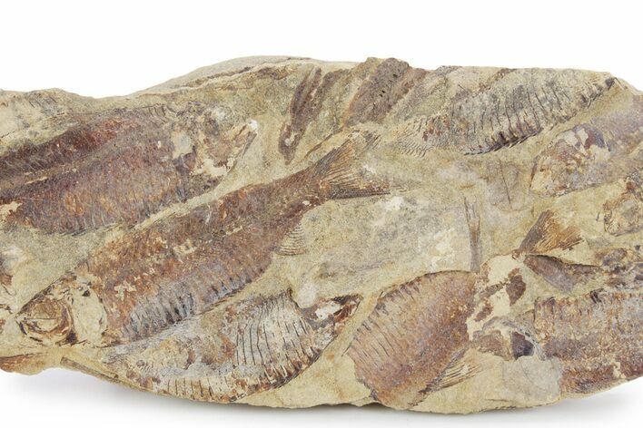 Fossil Fish (Gosiutichthys) Mortality Plate - Wyoming #357171